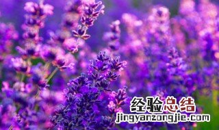 花的种类有哪些 花的种类介绍