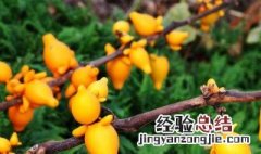 五代同堂种植方法是什么 五代同堂种植方法简单介绍