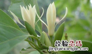 白兰花如何种植 白兰花种植方法简单介绍