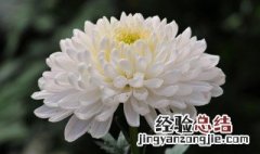 白菊花花语 白菊花花语拜祭的文案