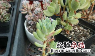 熊童子秋天怎么养 熊童子秋天怎么养活