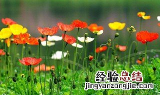 虞美人可以冬天播种吗 虞美人冬天可以种吗?