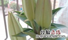 百合花叶子从下面开始发黄枯萎是什么原因 是什么原因百合花叶子从下面开始发黄枯萎