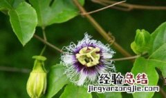 百香果的花有什么用处 百香果的花有什么用