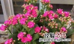 长寿花不长花苞怎么回事 长寿花不长花苞怎么办