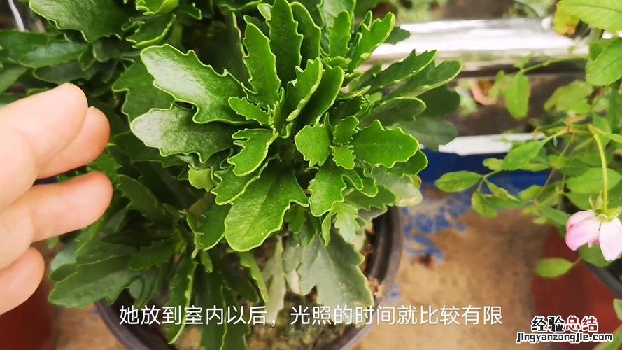 长寿花花苞枯萎怎么办