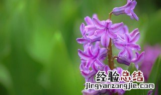 淡紫色风信子花语代表着什么 淡紫色风信子话语介绍