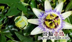 时钟花花语是什么 时钟花简介