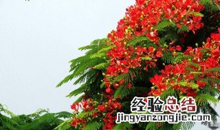 凤凰花的花朵像什么 凤凰花像啥