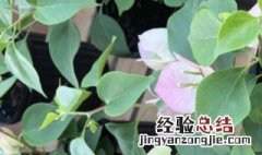 地栽三角梅不开花光长叶子是什么原因 地栽三角梅不开花光长叶子有何原因