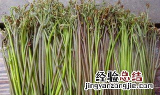 蕨菜怎么种植 蕨菜的养殖方法介绍