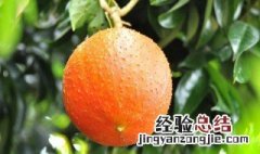 木鳖子怎么种 木鳖子种植方法介绍