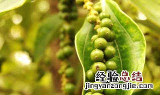 胡椒怎么种植 胡椒树的种植方法