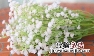 不同颜色满天星花语和寓意 不同颜色满天星花语