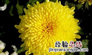 菊花有什么颜色 菊花的颜色有哪些