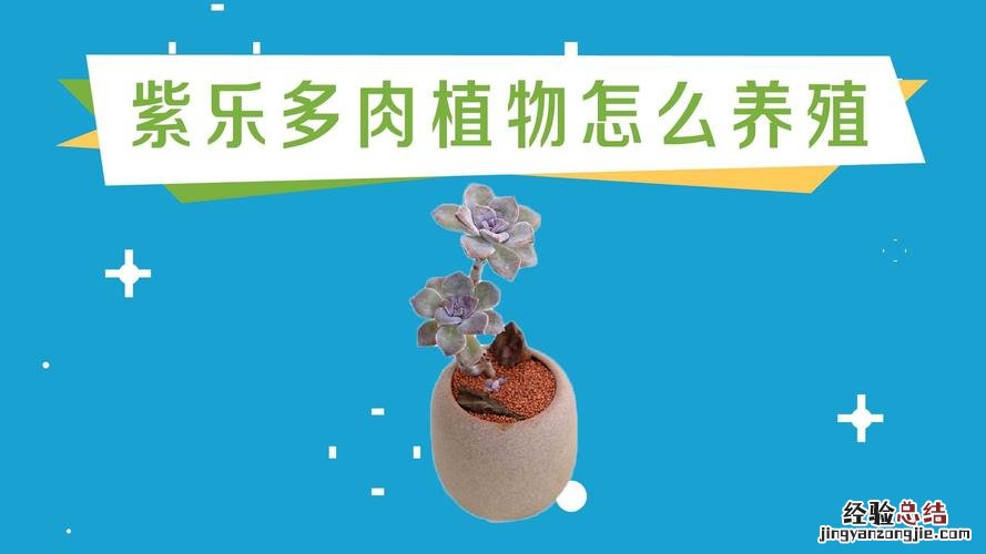 紫乐多肉植物怎么养殖