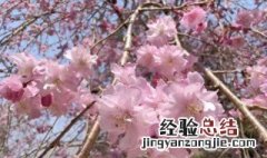 樱花是日本国花的由来 樱花是日本的国花吗