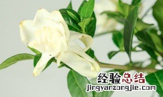 gardenia是什么 gardenia的花语和寓意