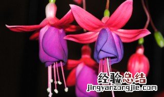 灯笼花在家里怎么养殖 灯笼花在家里怎么养