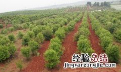 油茶栽培管理方法与技术 油茶栽培管理方法