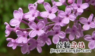 丁香花是什么颜色 丁香花介绍