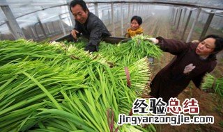 大棚韭菜种植技术是什么 大棚韭菜种植技术介绍