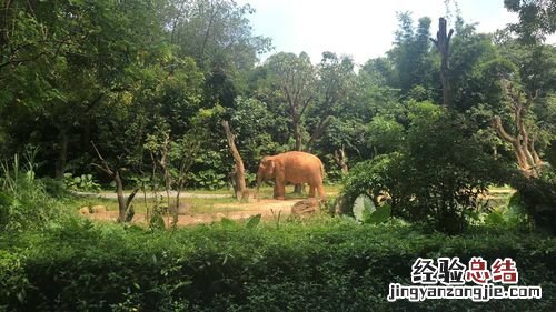 广州长隆野生动物园在哪里