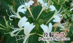 金银花春天什么时候浇水 金银花春季施肥什么时间合适