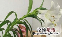 百合花什么时候开花 一年开几次花？