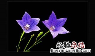 桔梗花的花语是什么 桔梗花介绍