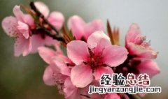 桃花的含义是什么 桃花的寓意介绍