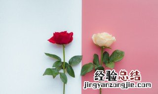 两朵玫瑰花是什么意思 你知道吗