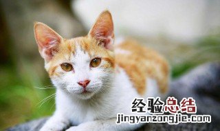 养猫公猫和母猫哪个好 养猫公猫和母猫哪个好推荐