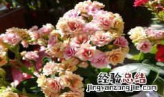 长寿花什么时候开花 长寿花1到4月份开花