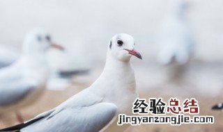 鸽子缺钙了有什么补救方法 小鸽子缺钙怎么补