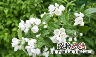 茉莉花叶子发黄用什么肥料 茉莉叶子发黄用什么肥