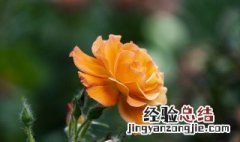 月季花什么颜色 月季应该如何养护