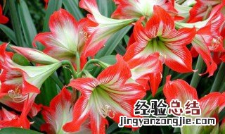 朱顶红不开花怎么办 朱顶红不开花原因与解决方法