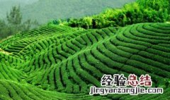 茶山在哪里 杭州的茶山在哪里