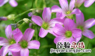 苜蓿花花语 苜蓿花 花语