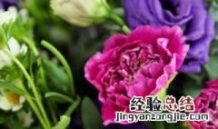 教师节送什么花最新 教师节送啥花最新