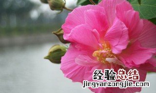 芙蓉的寓意 芙蓉的寓意是什么意思