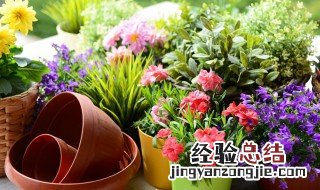 黑木蕨不好养的原因 黑木蕨好养么