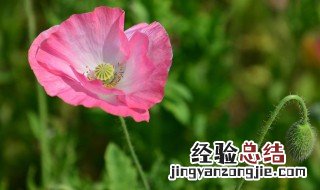 虞美人花冬天能冻死吗 虞美人花能过冬吗