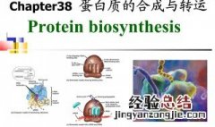 蛋白质在哪里合成 蛋白质合成位置