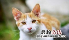 梦到猫生了一窝小猫是胎梦吗 梦到猫生了一窝小猫