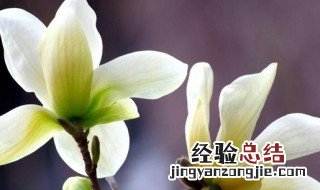 玉兰花换盆方法 怎么给玉兰花换盆