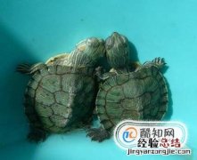 小乌龟吃什么适合小乌龟的食物