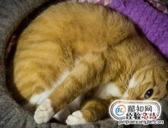 养猫需要注意哪些家里养猫需要注意什么