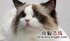 故宫的宫廷御猫是什么 故宫的御猫叫什么